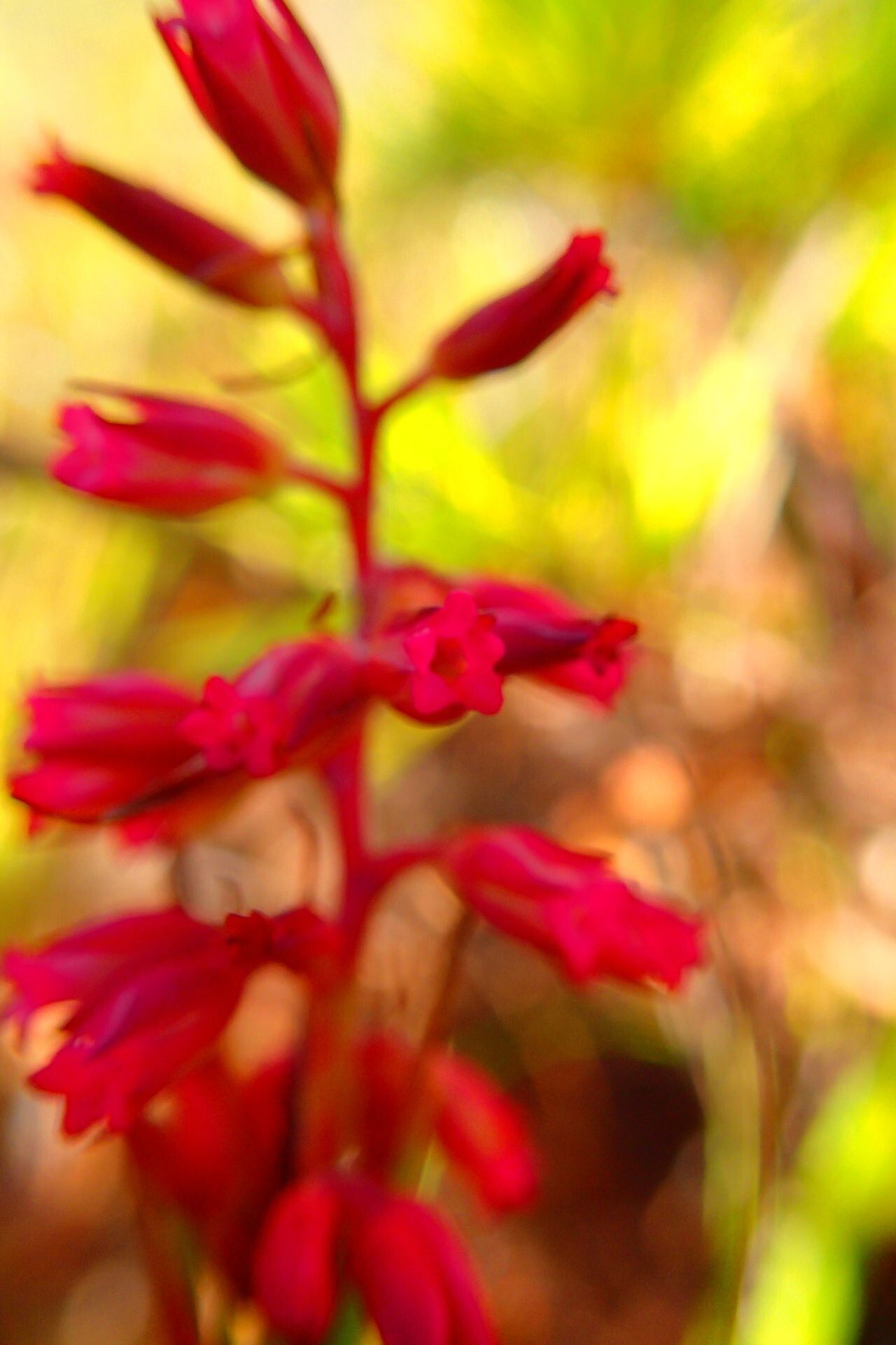 Dracophyllum balansae flower
