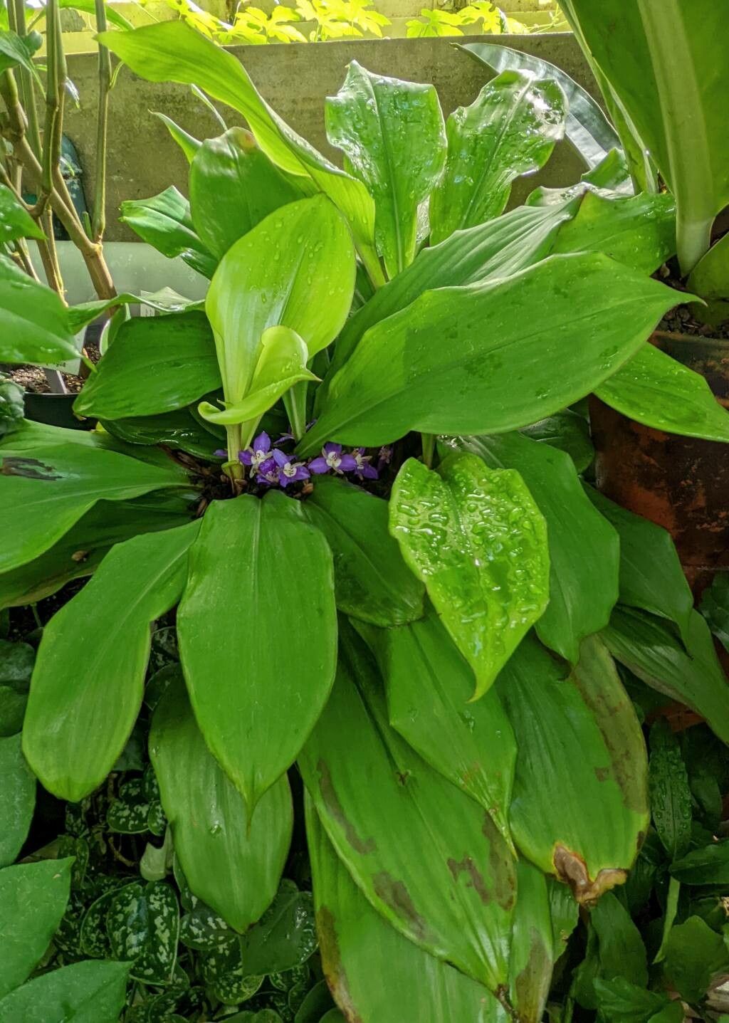 Dichorisandra acaulis habit