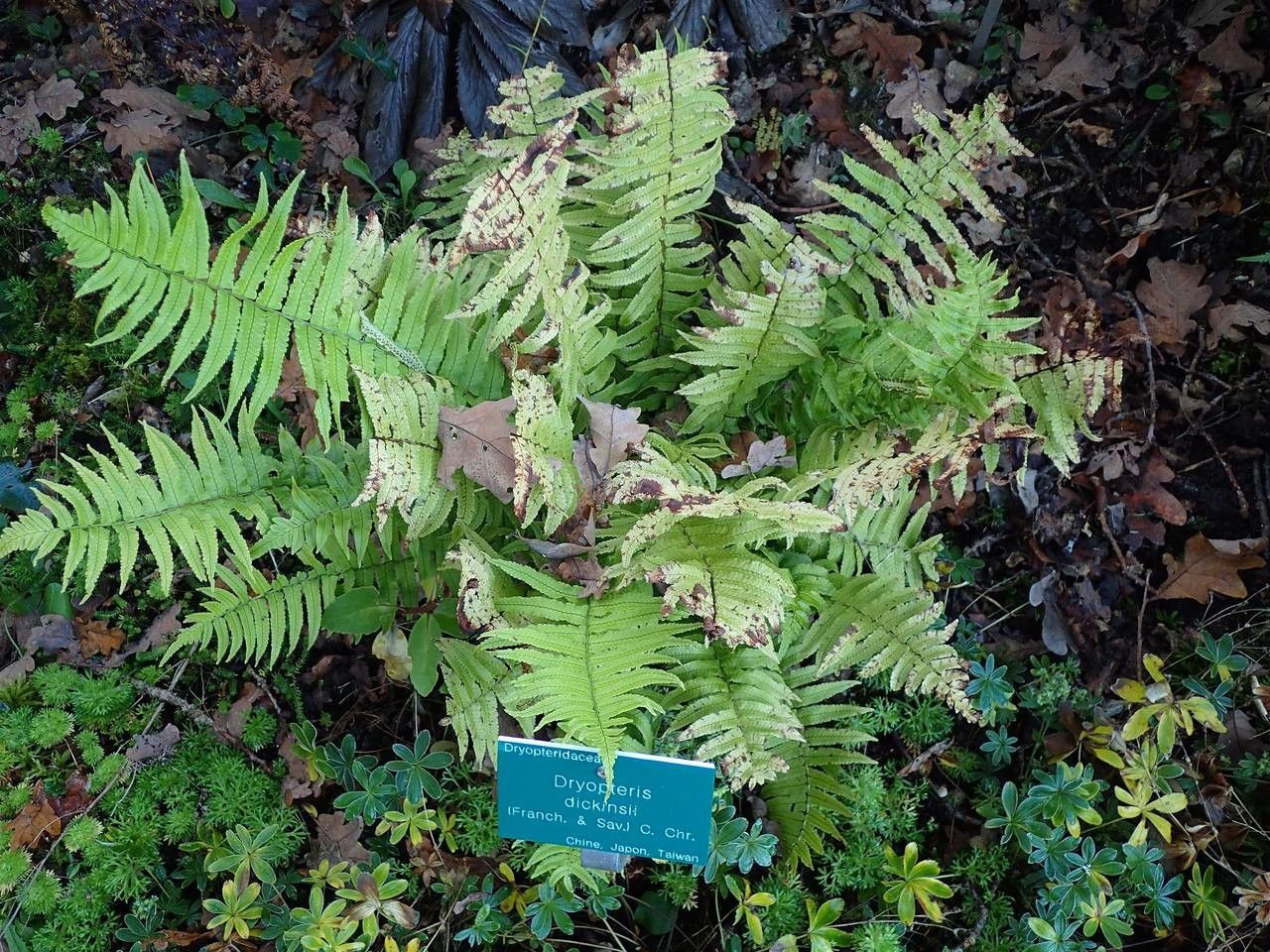 Dryopteris dickinsii habit