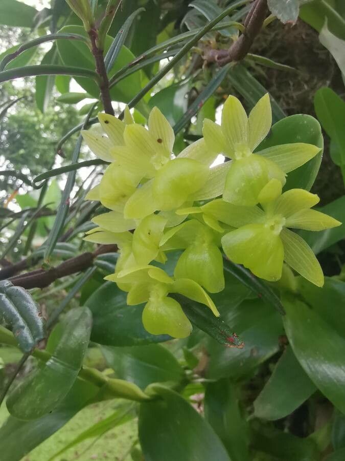 Epidendrum hunterianum flower