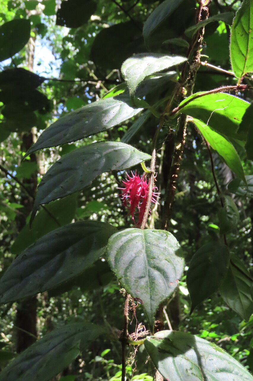 Drymonia rubripilosa leaf
