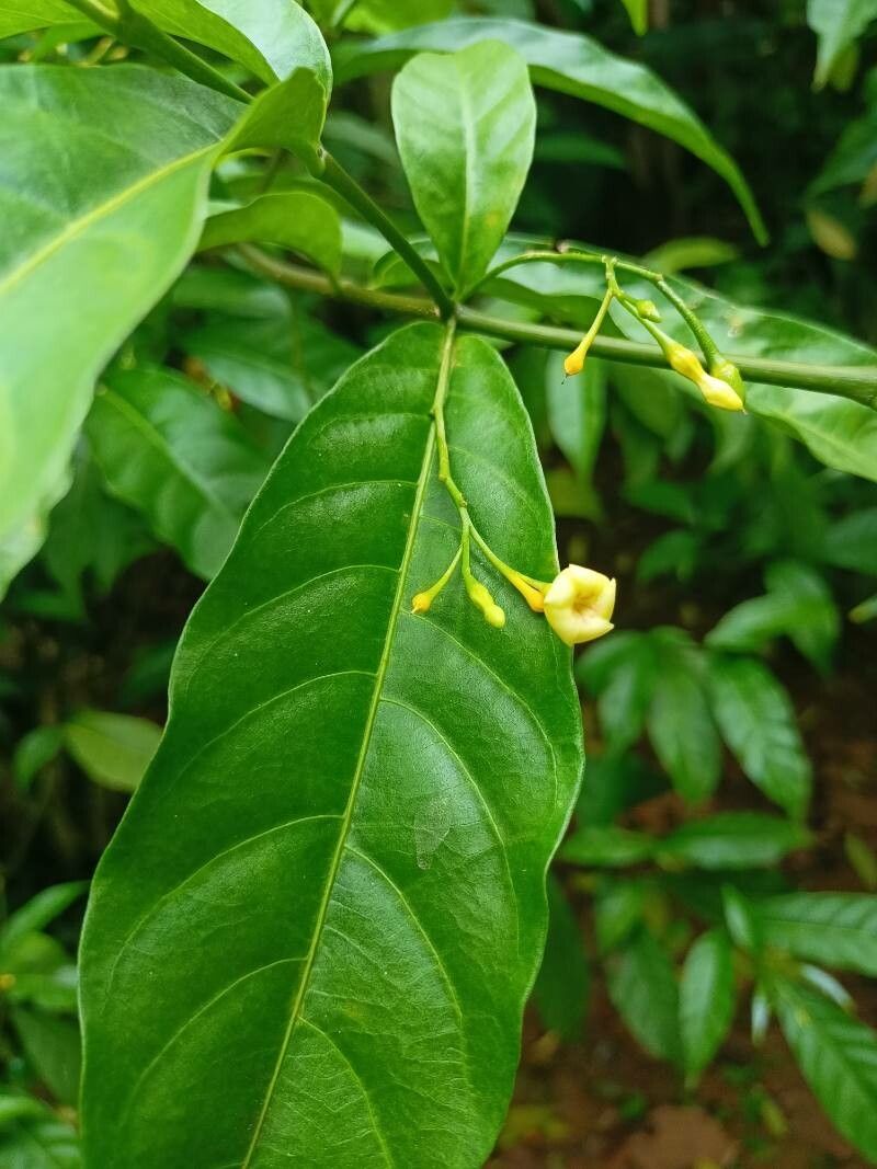 Tabernanthe iboga flower