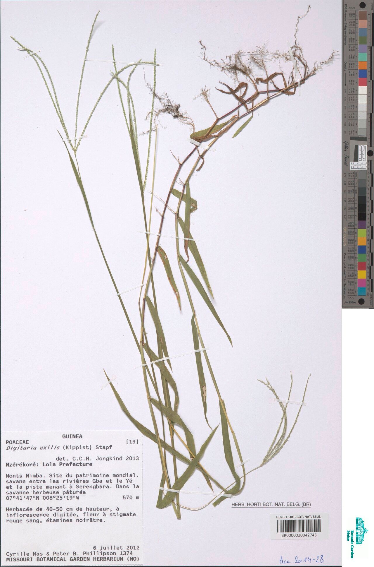 Digitaria exilis — houseplant care guide