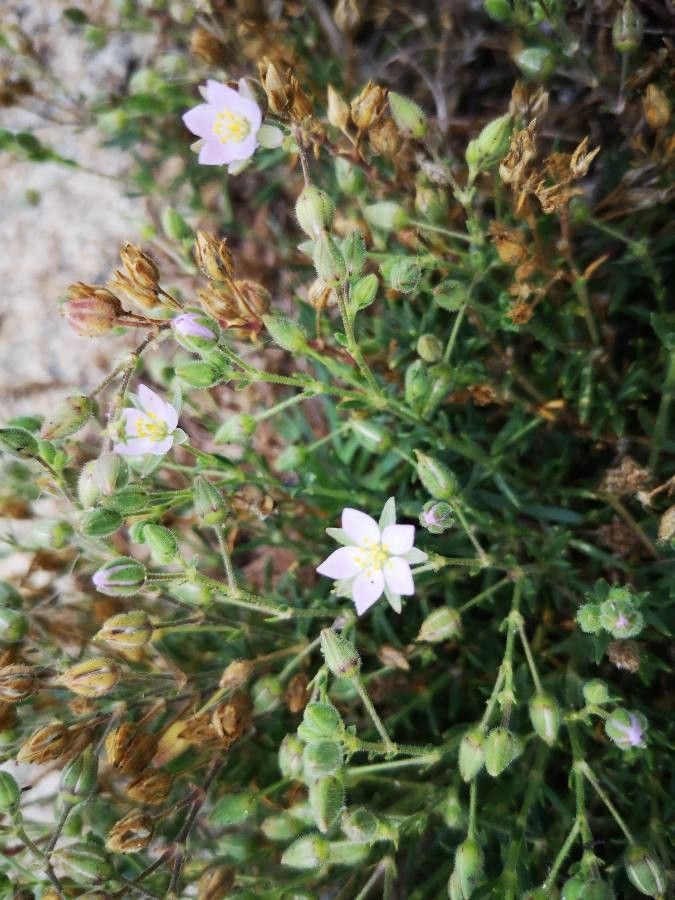 Spergula marina flower