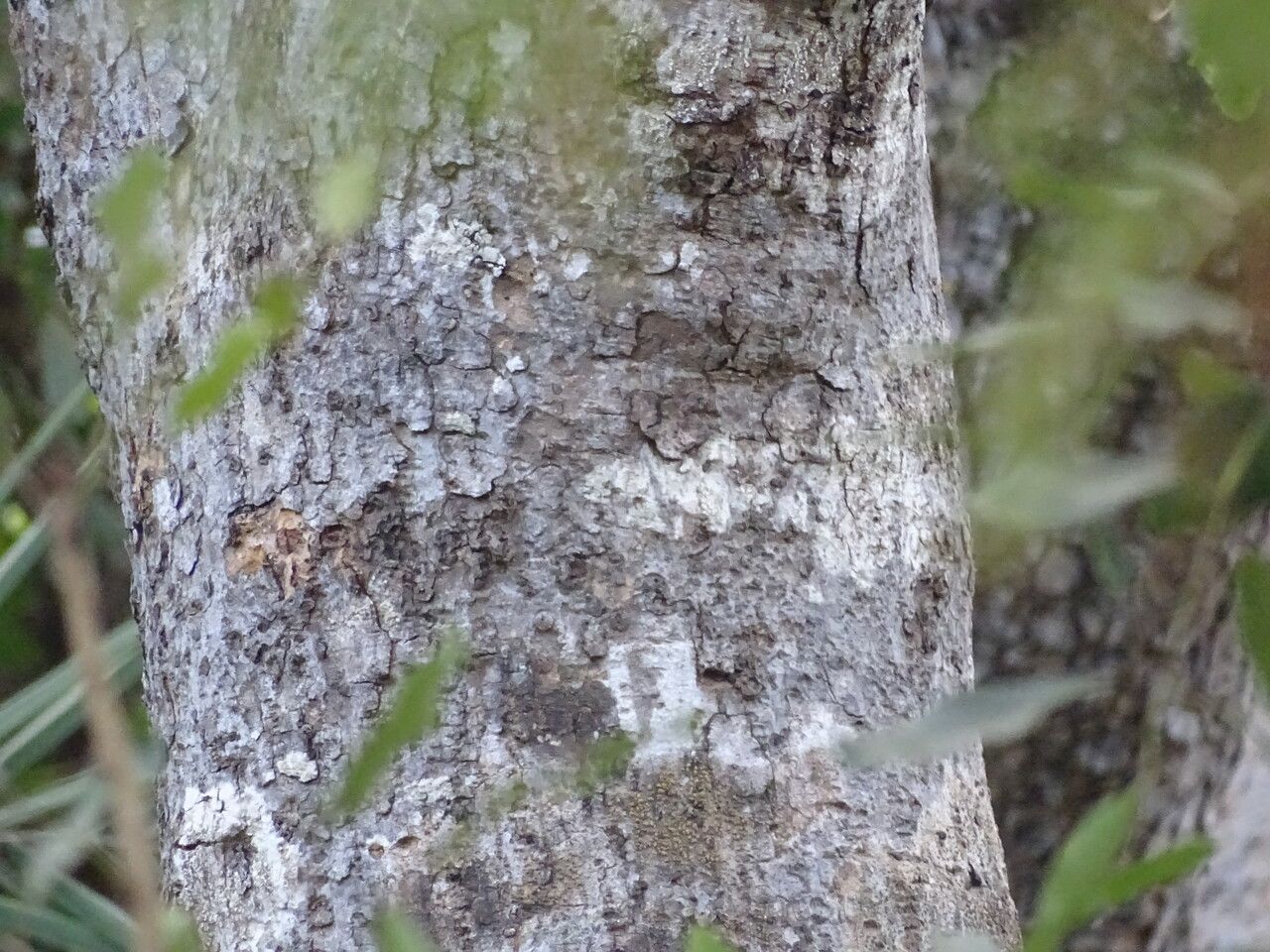 Khaya senegalensis bark