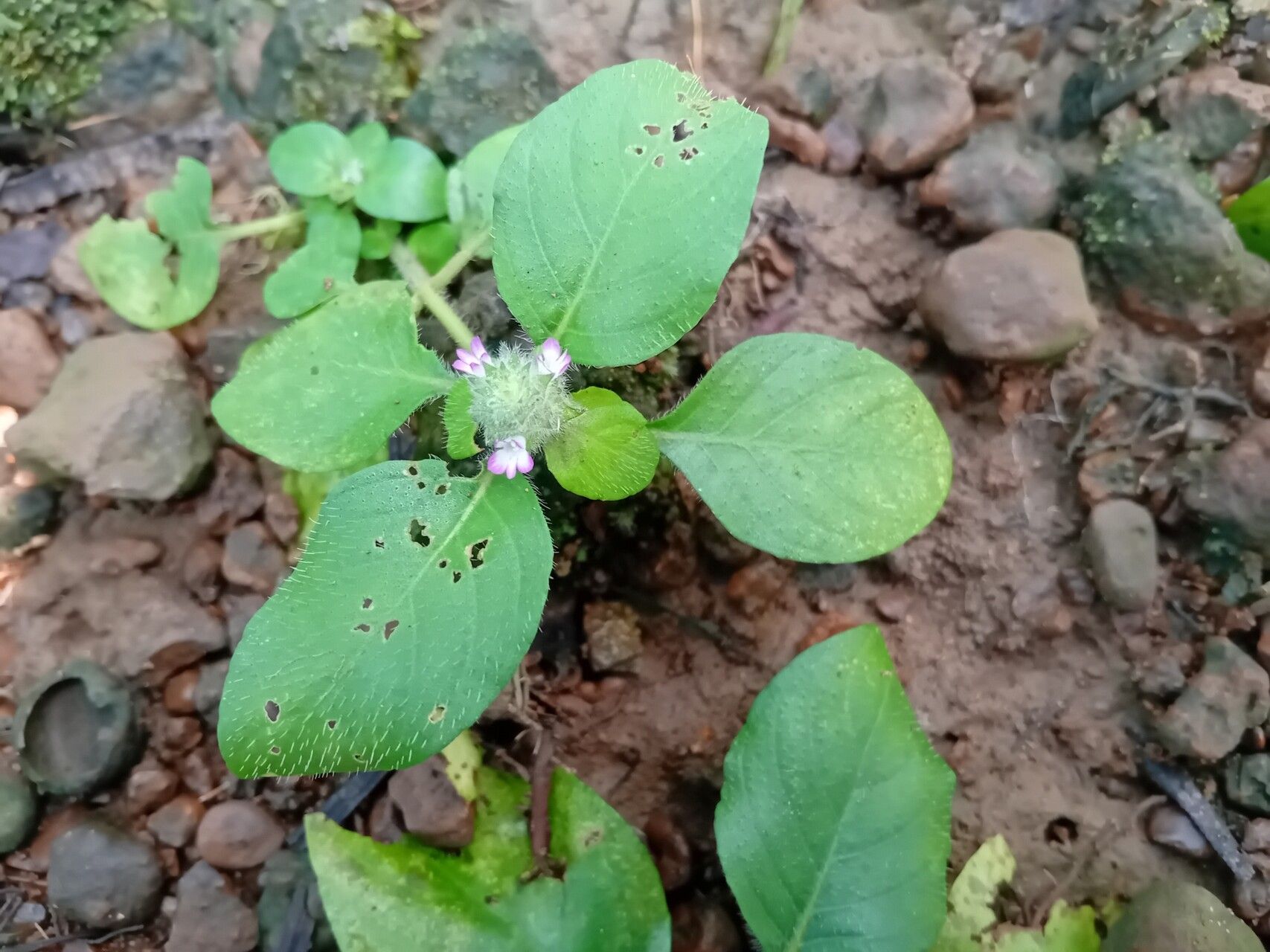Nelsonia smithii — related species from the same genus