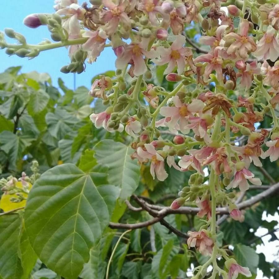 Anacardium occidentale flower