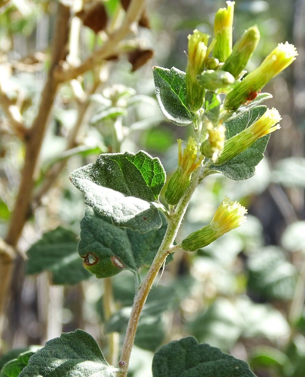 Brickellia californica flower