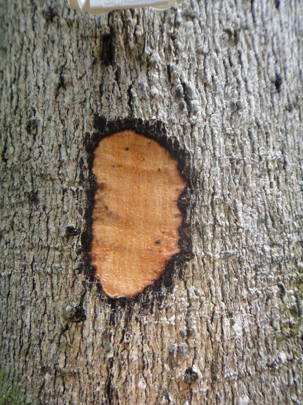 Diospyros brassica bark