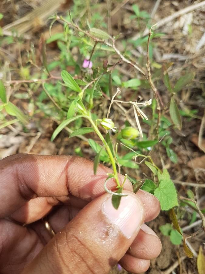 Hybanthus enneaspermus fruit