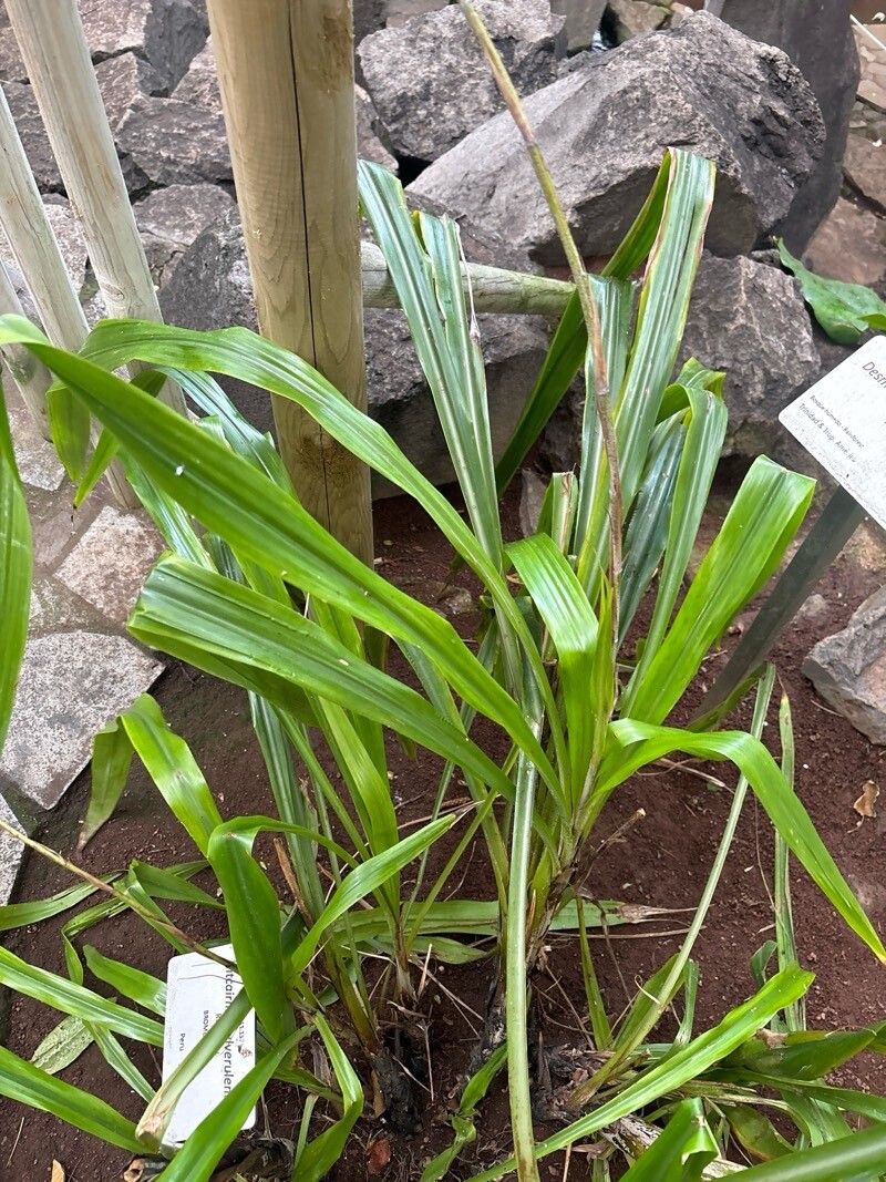 Pitcairnia pulverulenta — search result for 'Pitcairnia'
