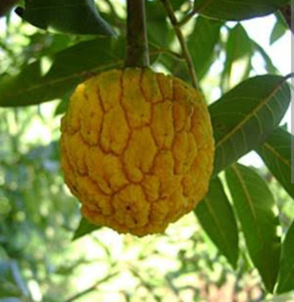 Annona dolabripetala fruit