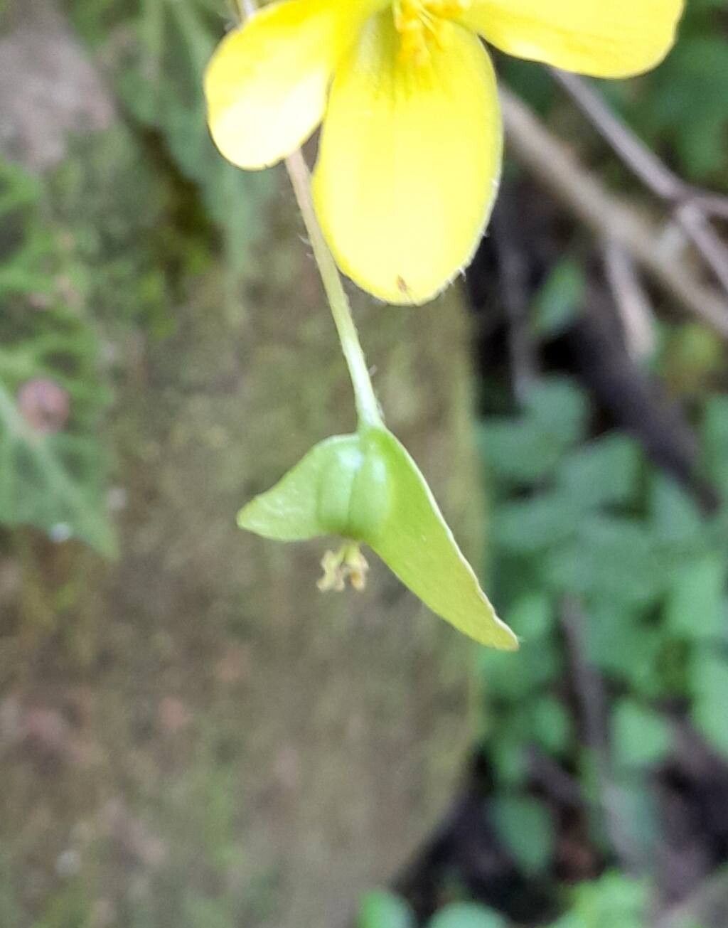 Begonia pearcei fruit