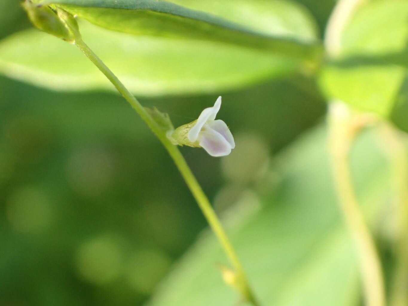 Teramnus labialis flower