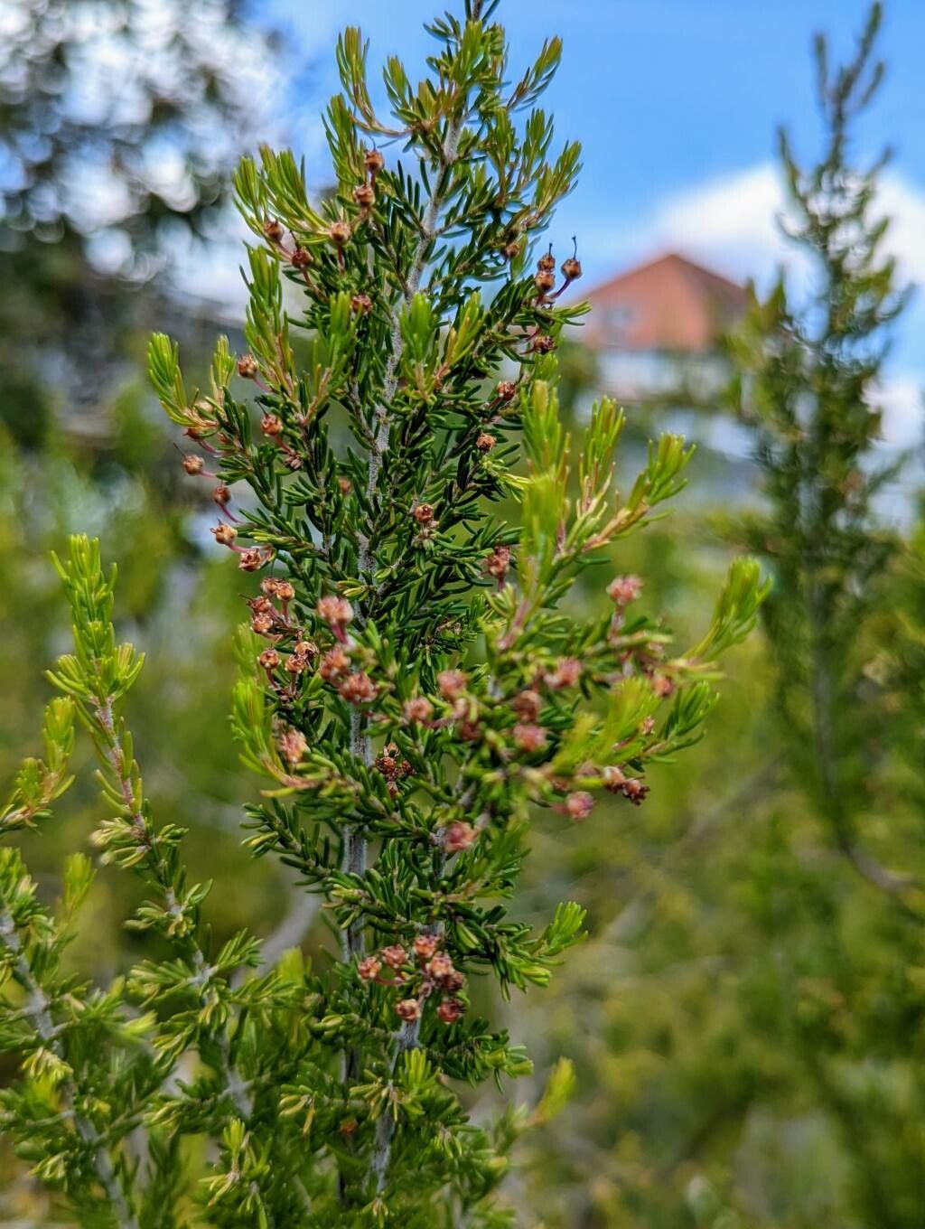 Erica arborea fruit