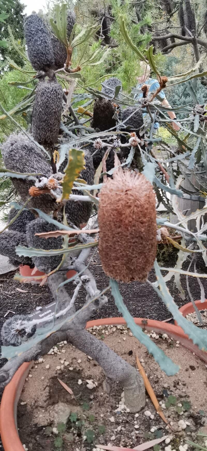 Banksia pilostylis habit
