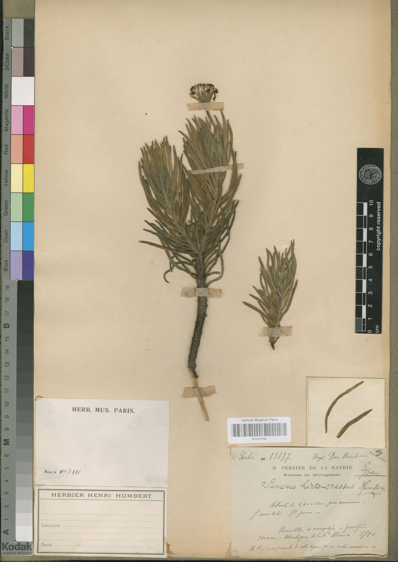 Senecio hirto-crassus — houseplant care guide