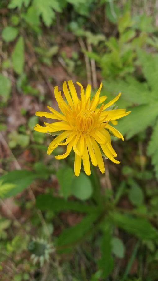 Taraxacum hjeltii — search result for 'Taraxacum'