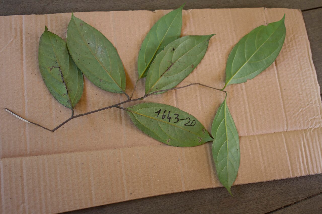 Ocotea splendens — search result for 'Ocotea'