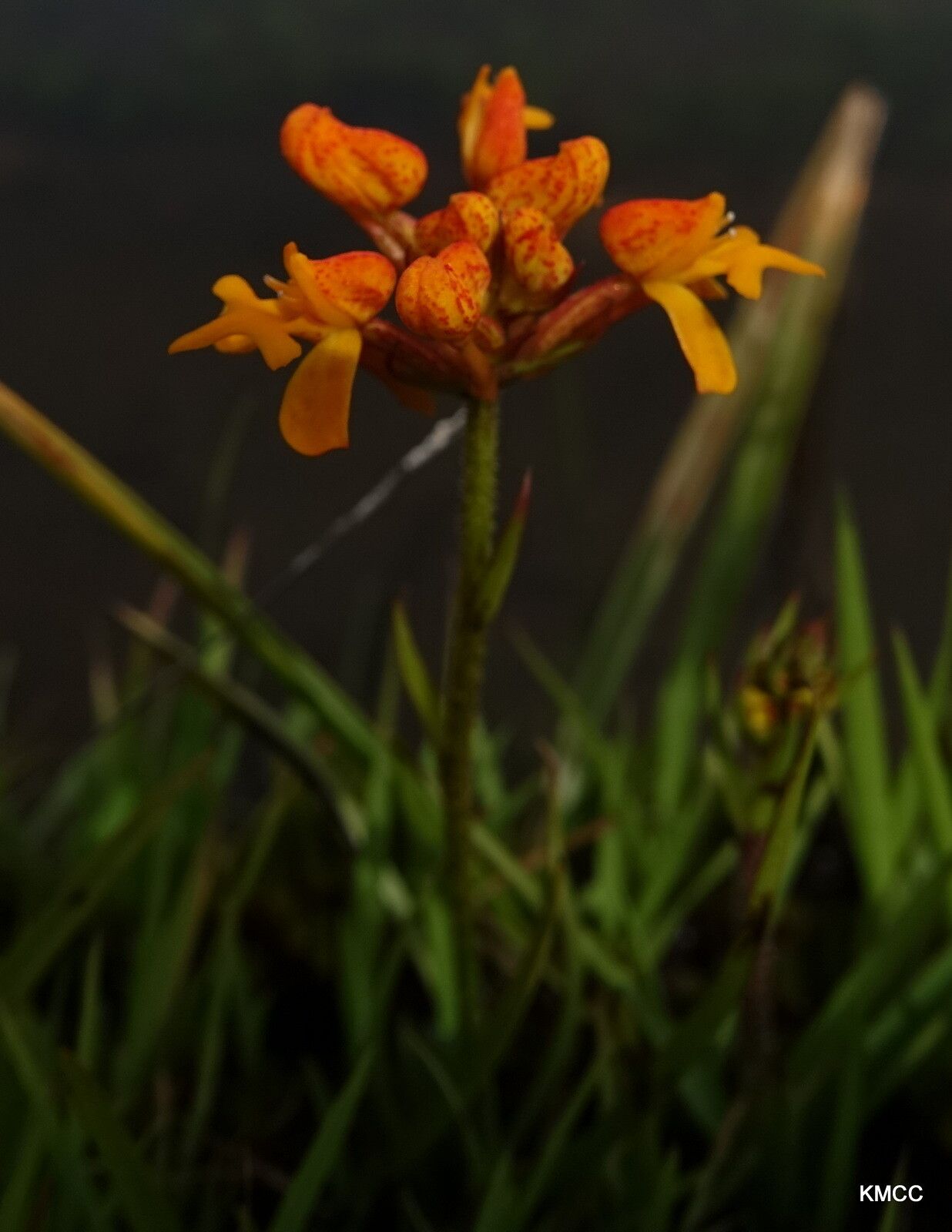 Cynorkis cinnabarina flower