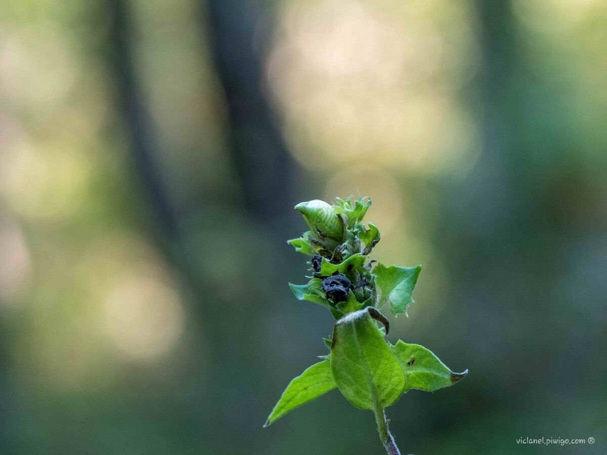 Melampyrum nemorosum fruit