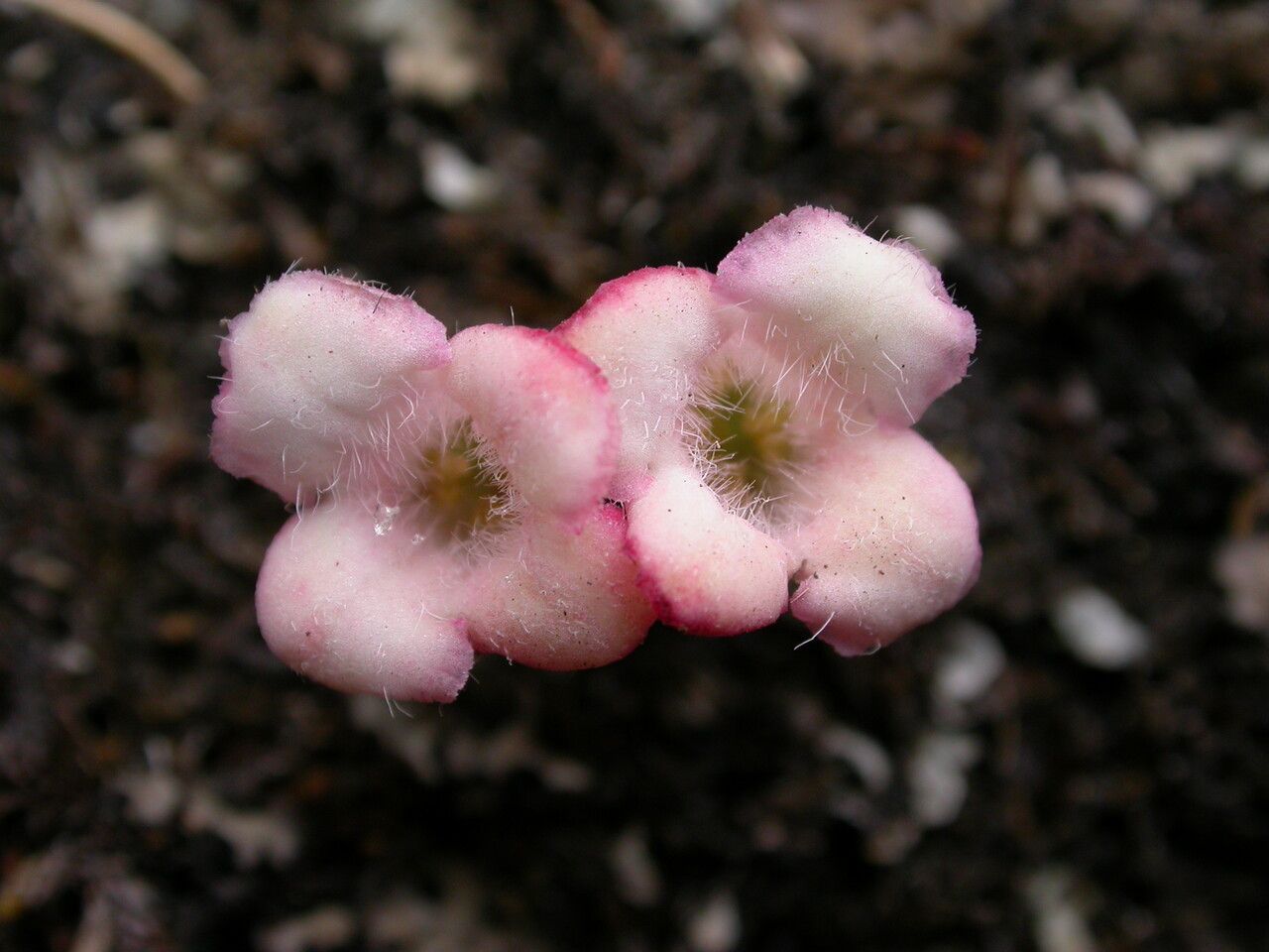 Lonicera tomentella habit