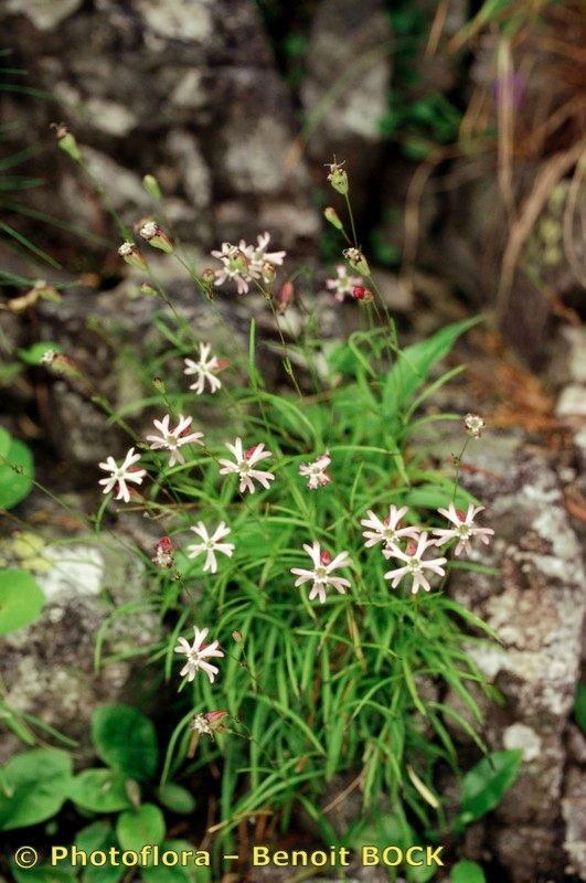 Silene campanula habit