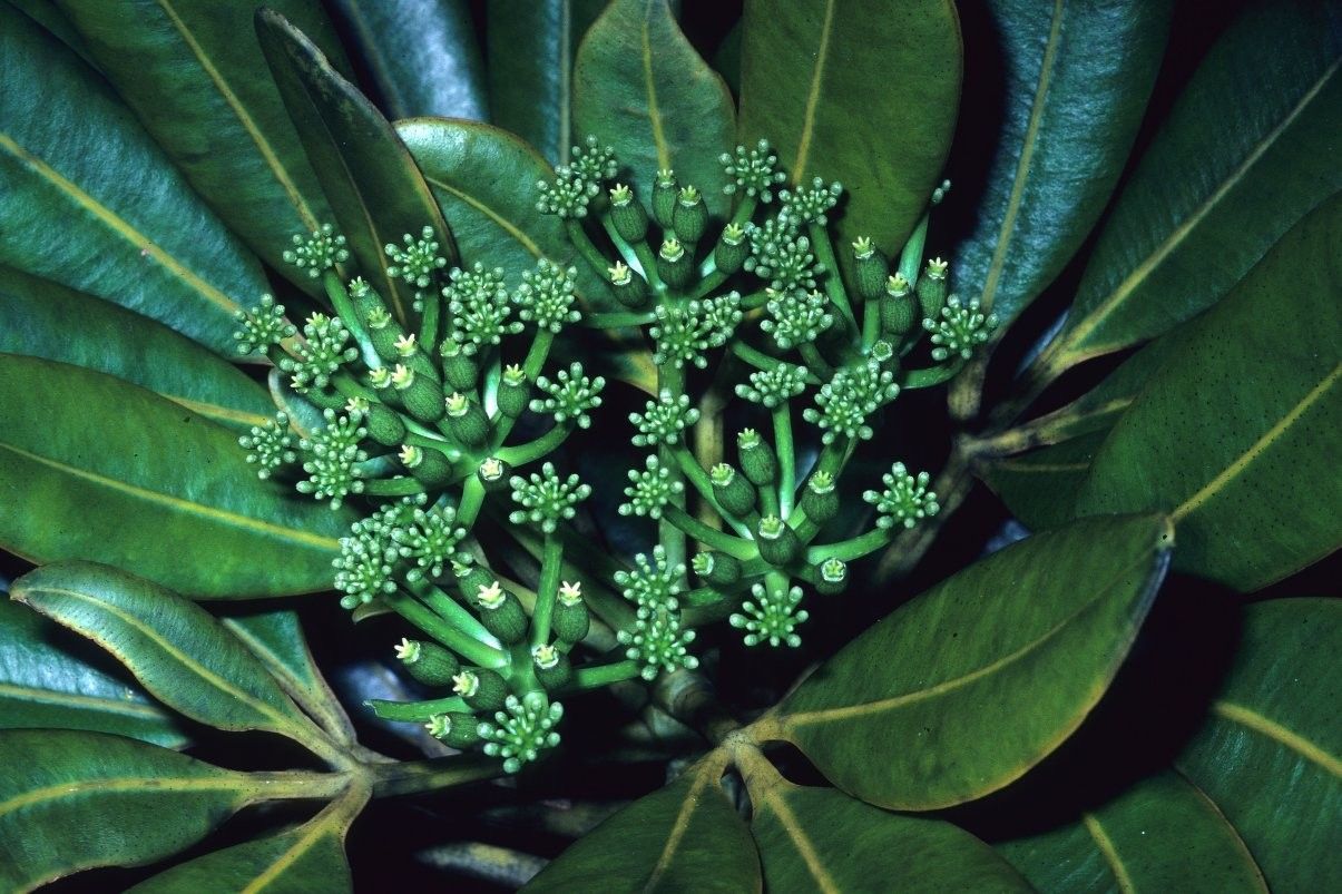Plerandra pachyphylla flower