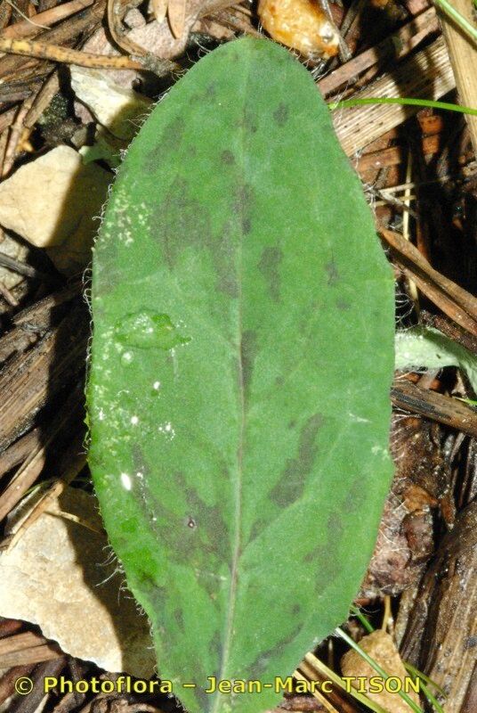 Hieracium atropictum — houseplant care guide