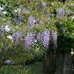 Wisteria floribunda