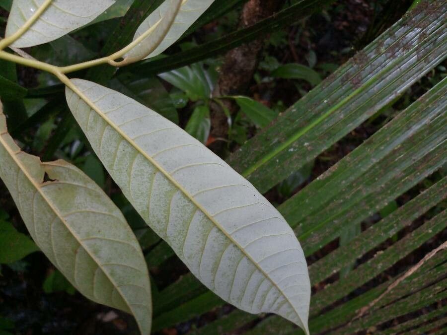 Virola michelii leaf
