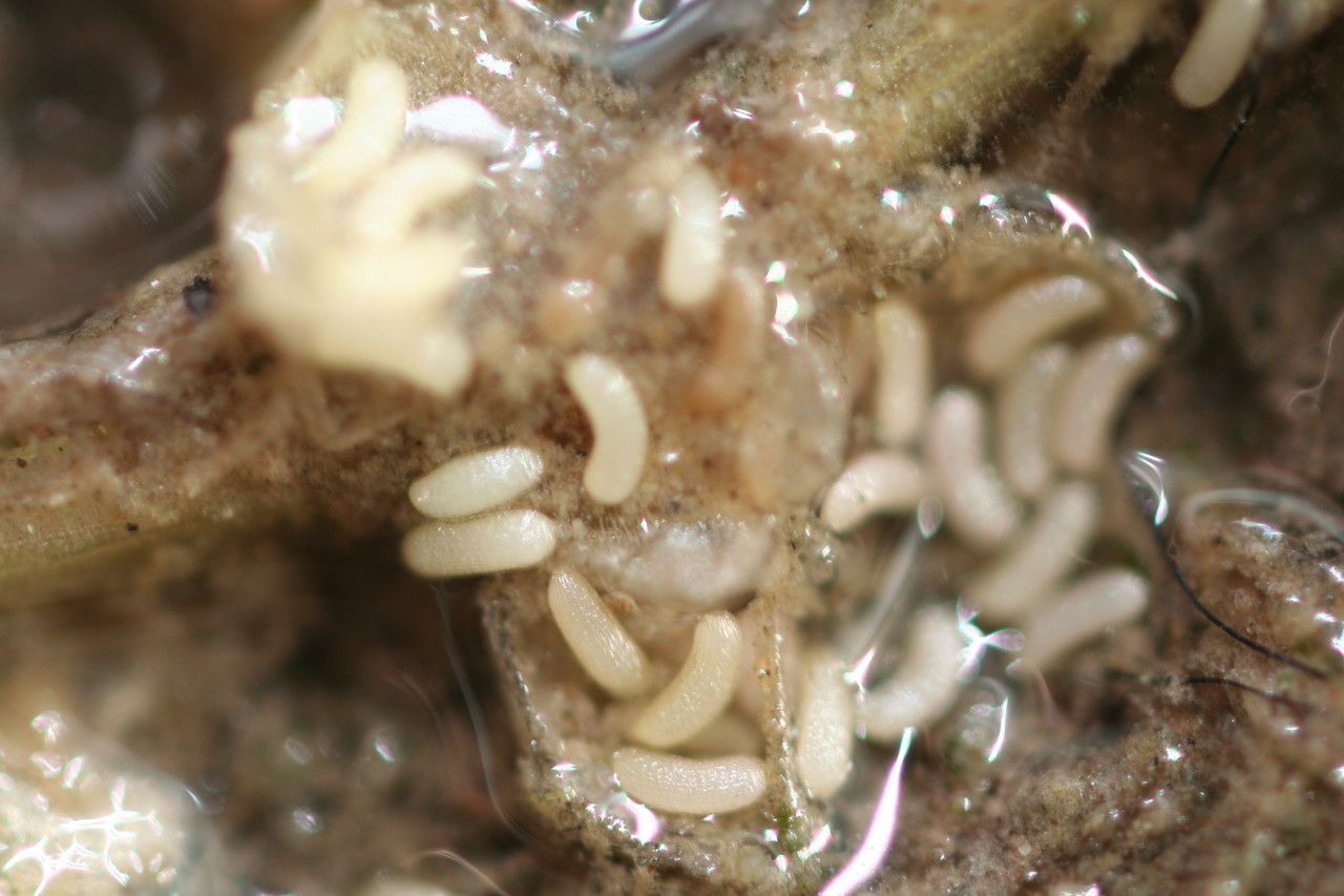 Elatine triandra fruit