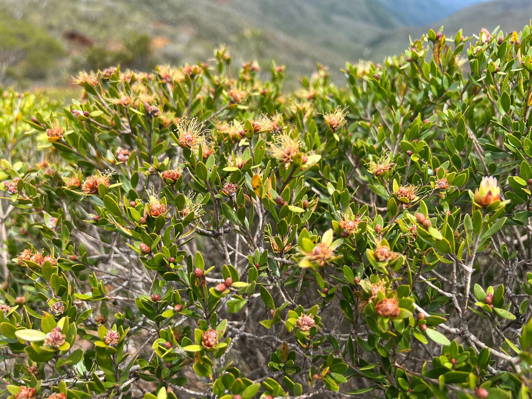 Melaleuca brevisepala