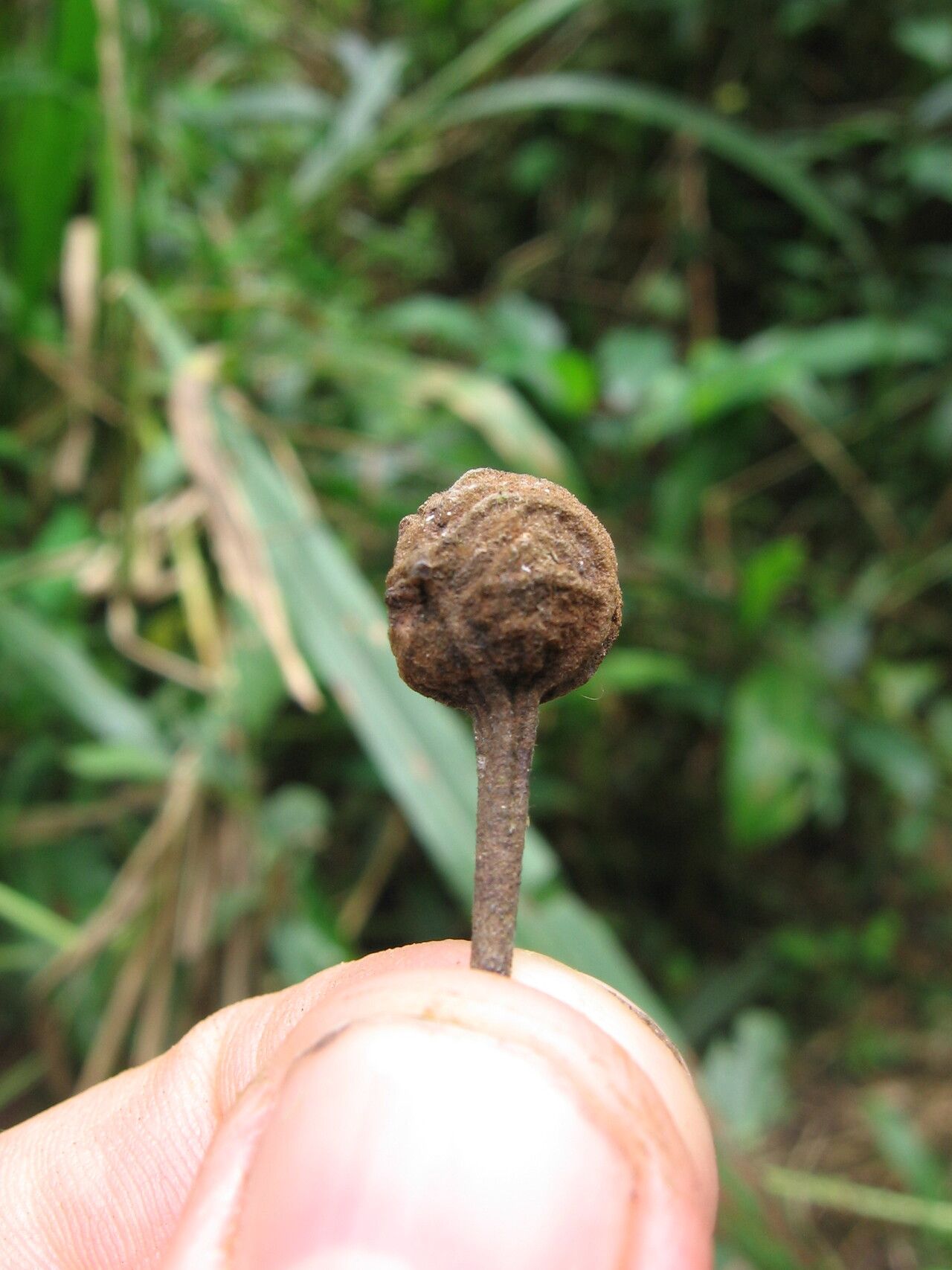 Uvaria dependens fruit