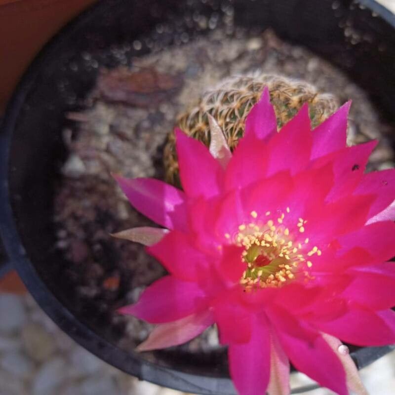 Echinopsis backebergii leaf