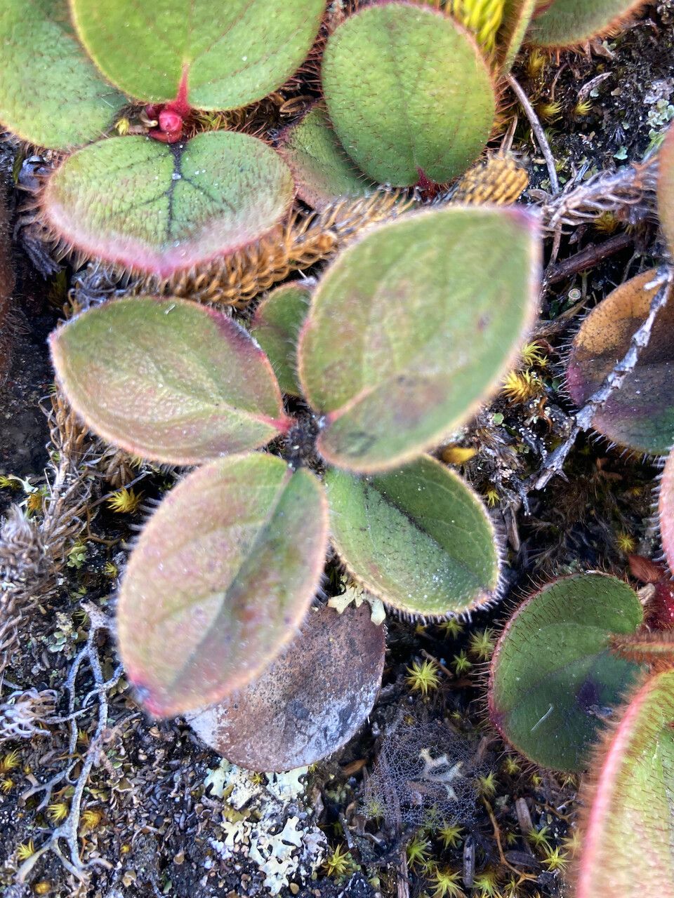 Gaultheria erecta leaf