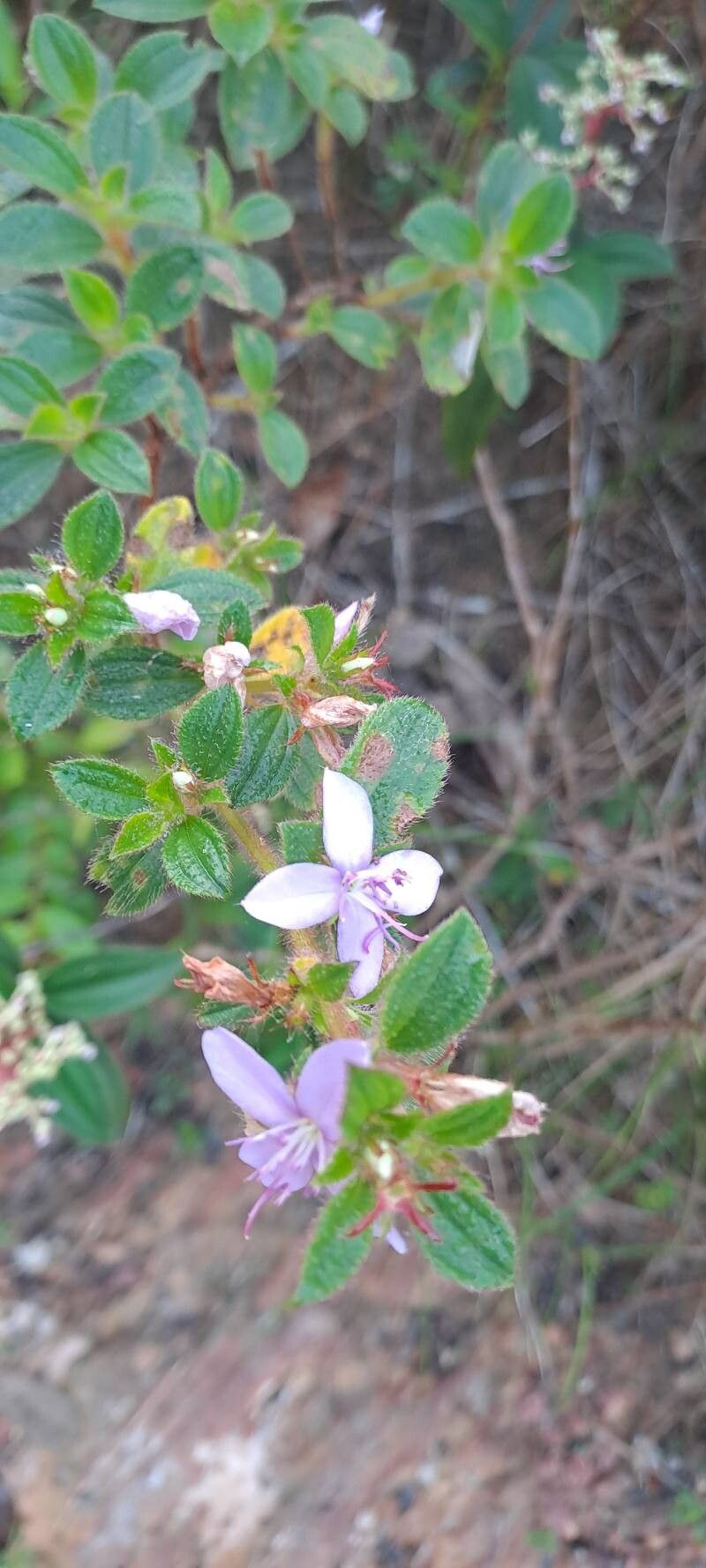 Desmoscelis villosa — related species from the same genus