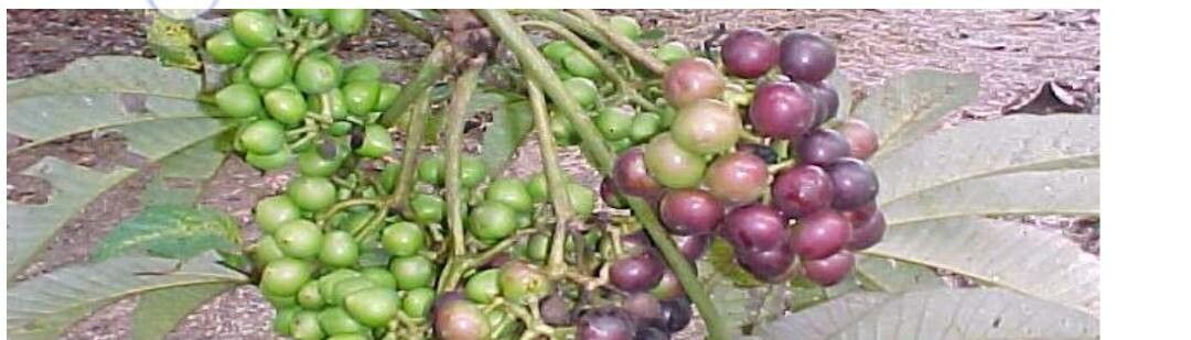 Pourouma cecropiifolia fruit