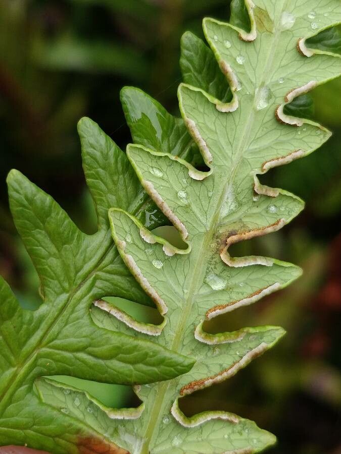 Histiopteris incisa fruit