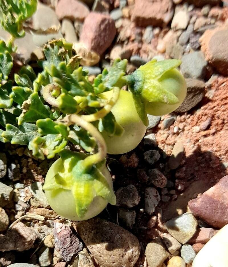 Solanum sinuatirecurvum fruit