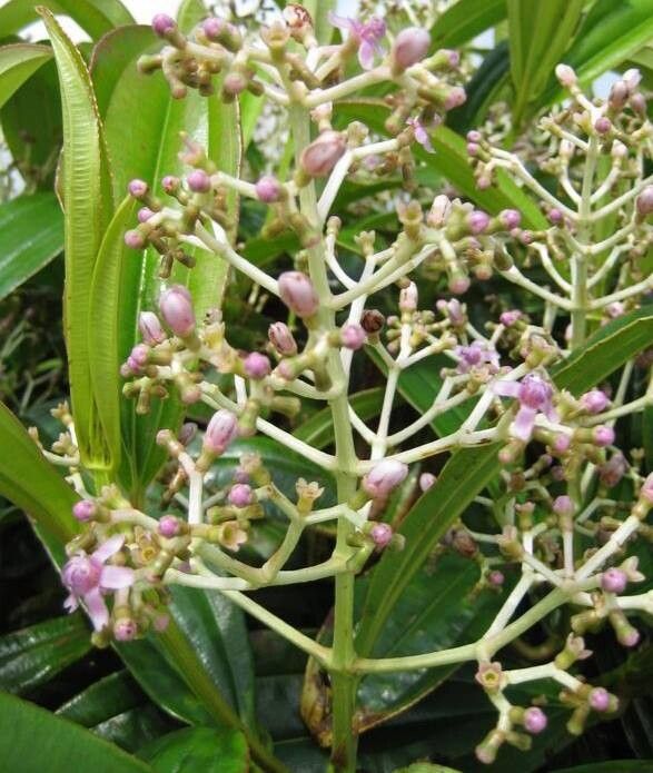 Miconia robinsoniana habit