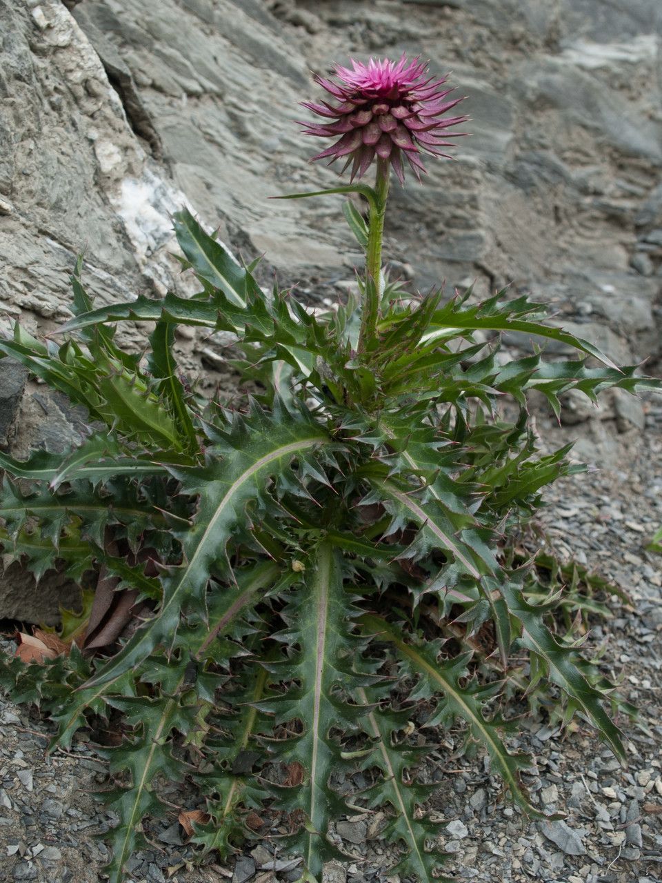 Carduus thoermeri habit