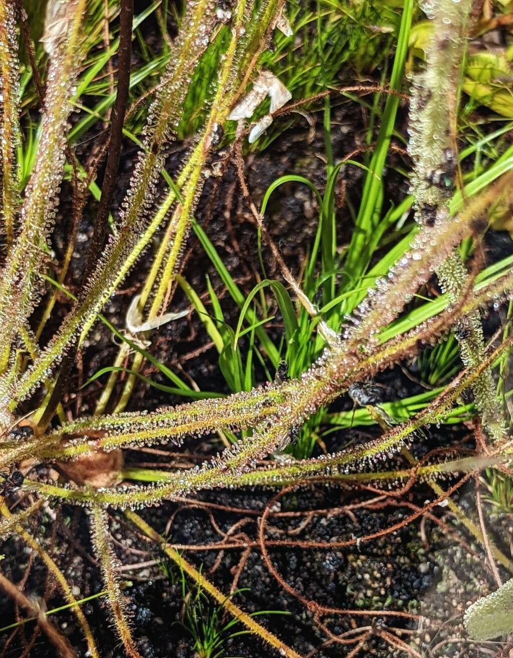Drosera filiformis — search result for 'Drosera'