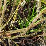 Drosera filiformis