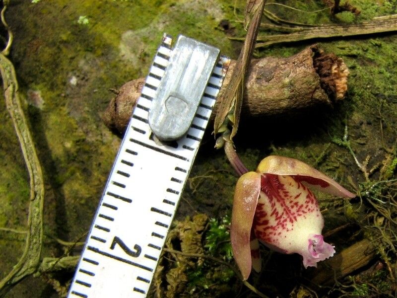 Polystachya lejolyana flower
