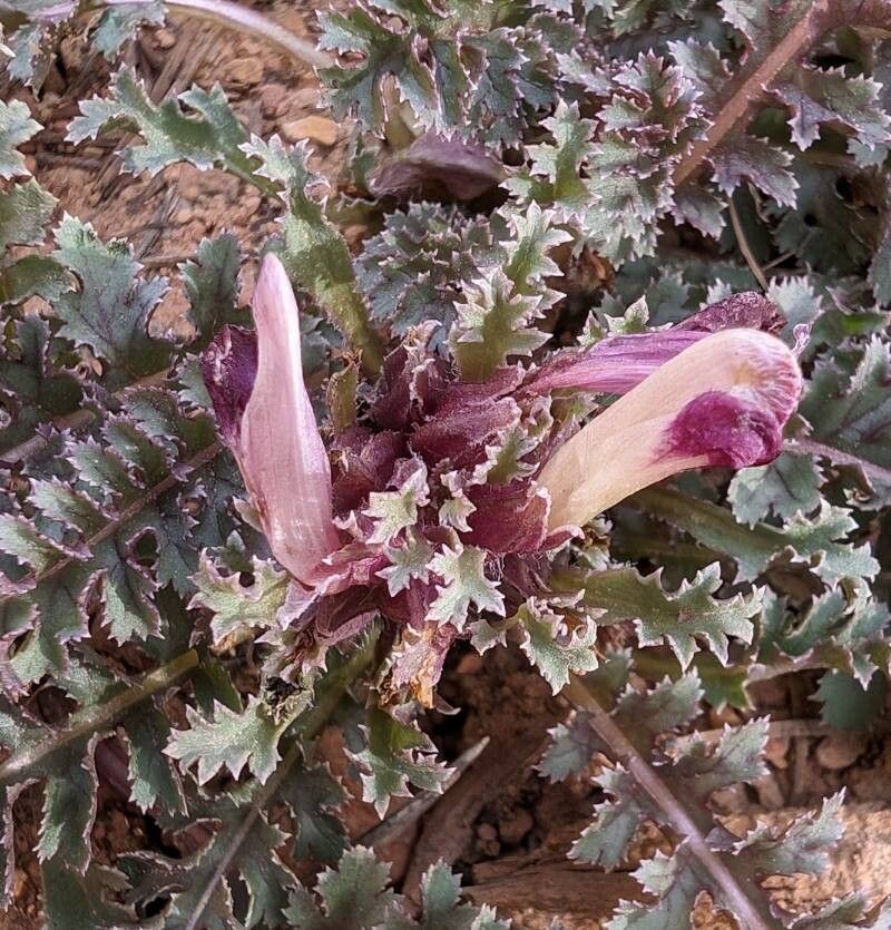 Pedicularis centranthera flower