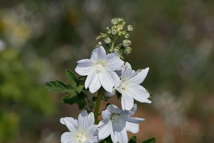 Malva preissiana flower