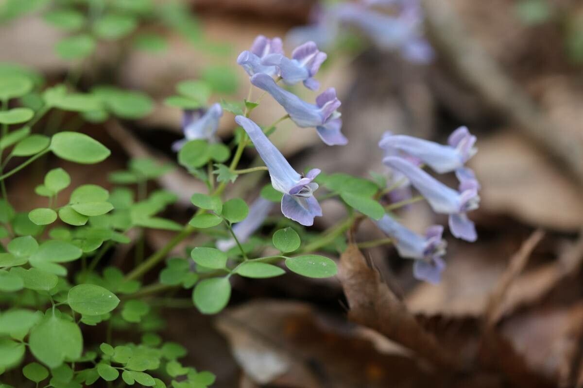 Corydalis lineariloba — houseplant care guide