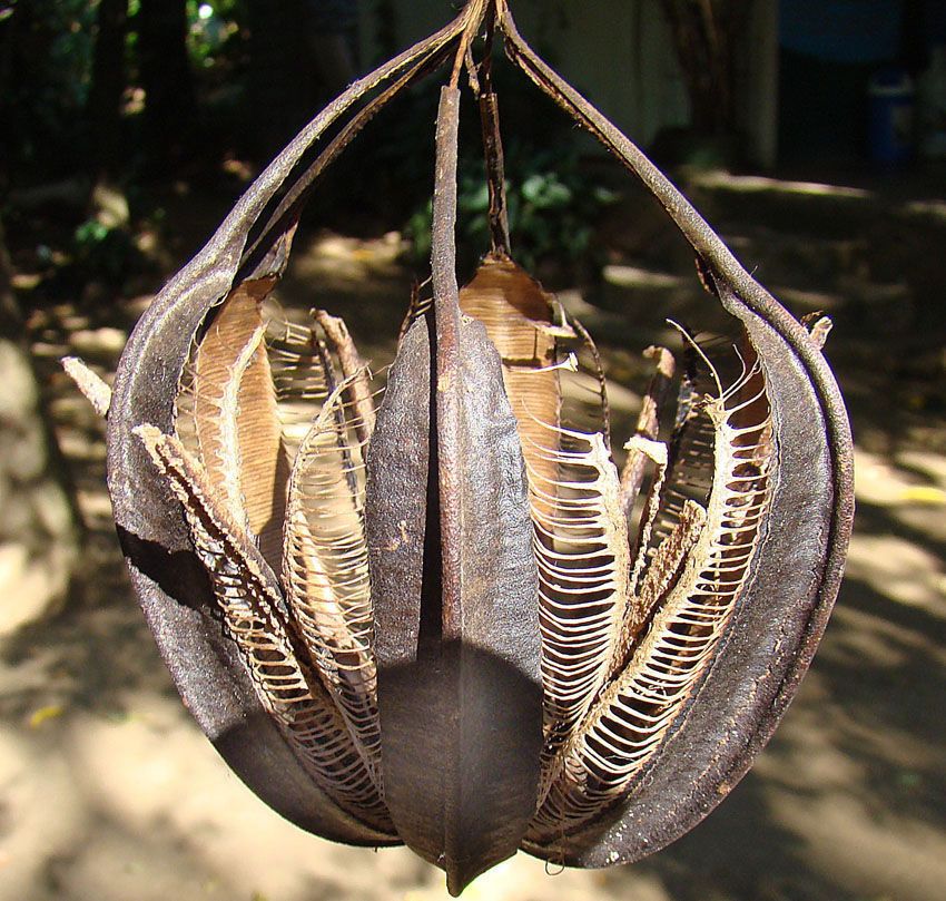 Aristolochia maxima fruit
