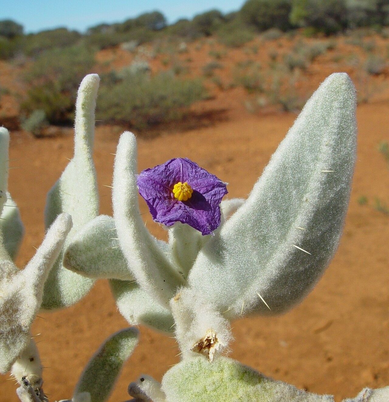 Solanum lachnophyllum flower